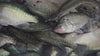 Kai's Custom Jigs crappie fishing homepage banner featuring handmade custom jigs